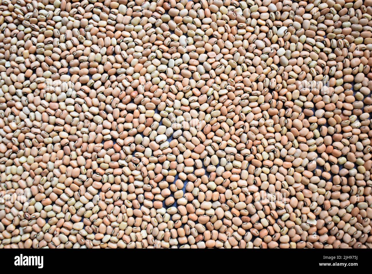 Fagioli di Cowpea secchi interi crudi Foto Stock