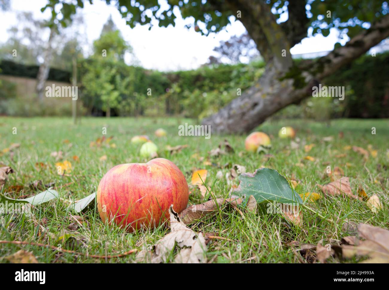 Windfall bramley che cucina le mele su un prato sotto un albero di mele in un giardino del Regno Unito Foto Stock