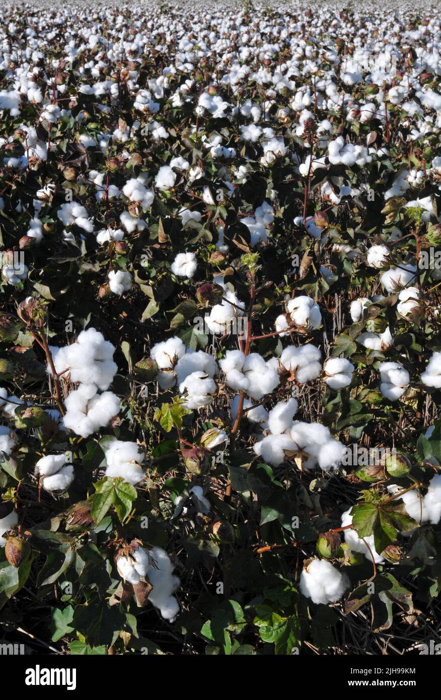 Un campo di cotone nell'Oklahoma occidentale. Il cotone rimane un'importante esportazione per lo Stato. Foto Stock