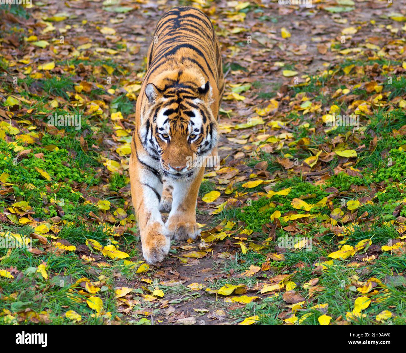 Ritratto di una tigre che cammina lungo un sentiero nella giungla Foto Stock