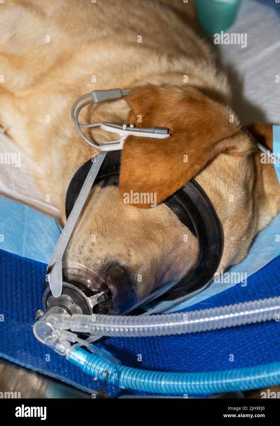 Un colpo verticale di un piccolo Labrador che si trova sotto anestesia generale con maschera di ossigeno sul viso e pulsossimetro collegato all'orecchio Foto Stock