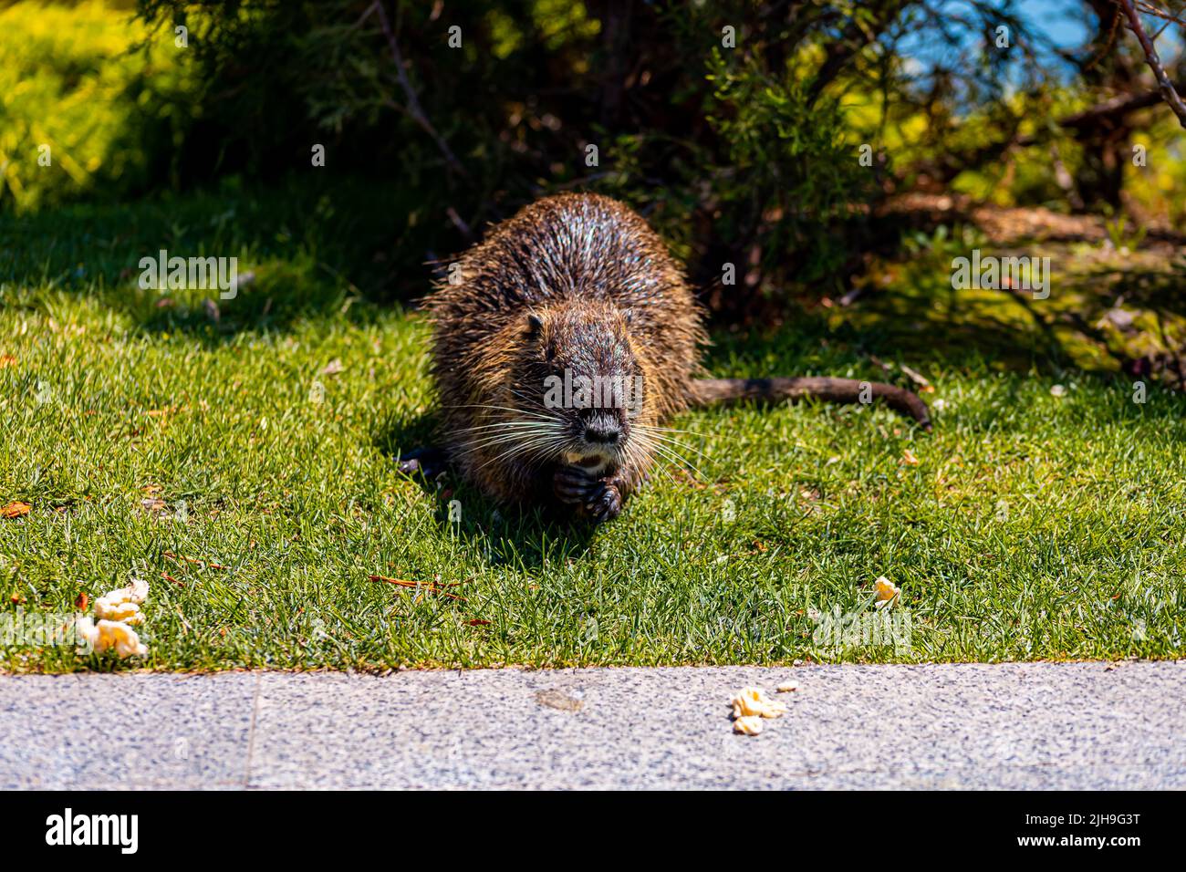 giardini zoologici, una nutria si siede sul prato e raccoglie il cibo che i visitatori hanno gettato ad esso Foto Stock