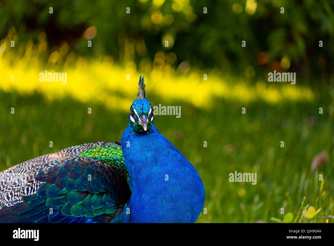 giardini zoologici sotto gli alberi all'ombra di un pavone blu passeggiate Foto Stock