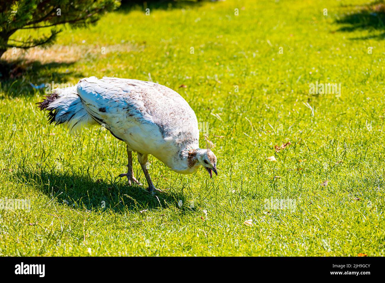 una femmina di pavone bianco corre intorno allo zoo e raccoglie cibo sul gas Foto Stock