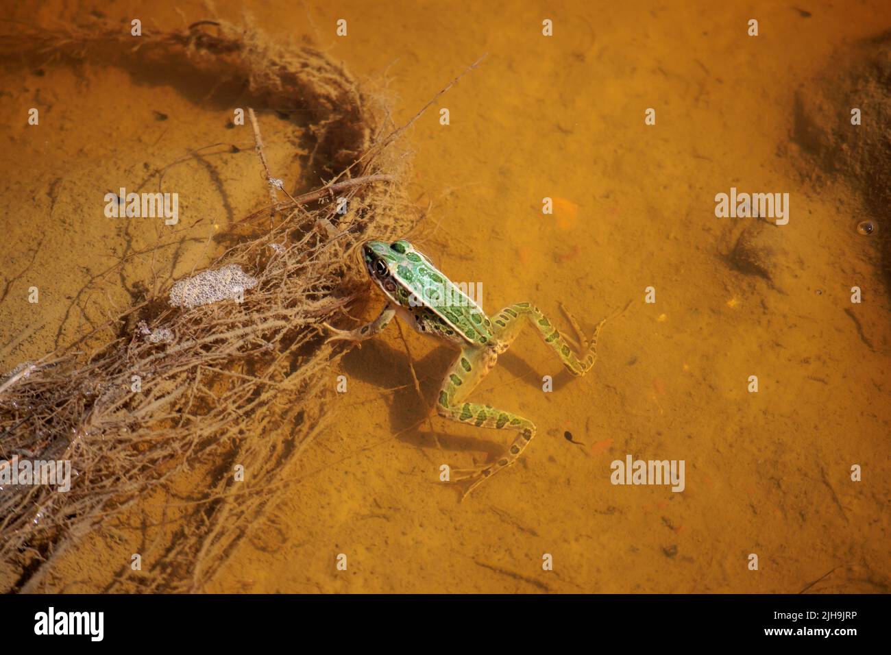 Una piccola rana galleggia nell'acqua al Theodore Roosevelt National Park nel North Dakota Foto Stock