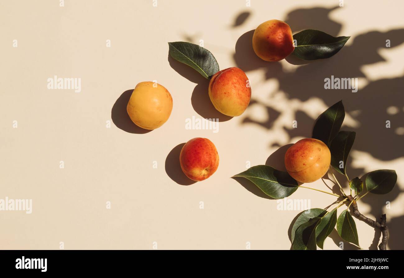 Scena estiva con frutta fresca di albicocca, foglie e ombra su sfondo beige. Estetica minimale. Foto Stock