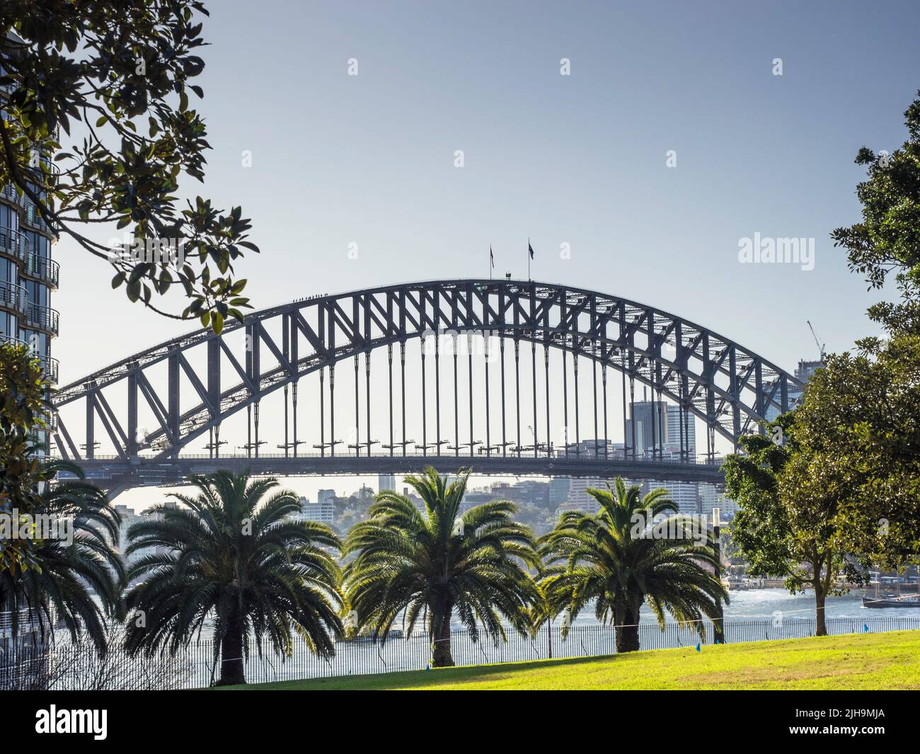 Il Sydney Harbour Bridge sopra le palme da datteri lungo la Tarpeian Way vicino a Bennelong Point. Foto Stock