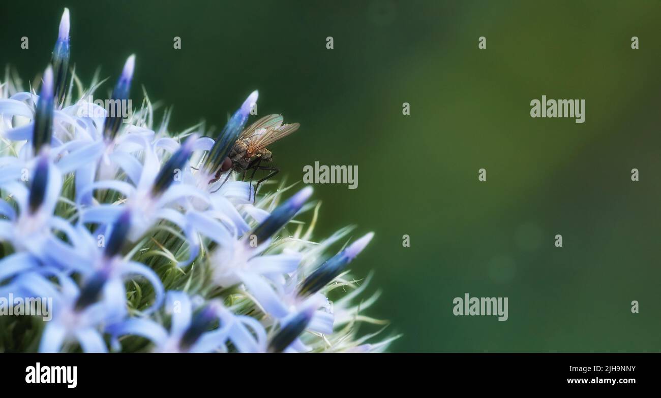 Primo piano di una delia antiqua Fly nutrimento di fiore di cardo globo blu in giardino privato o appartato casa. Dettagli testurizzati di echinops fioriti, bokeh Foto Stock