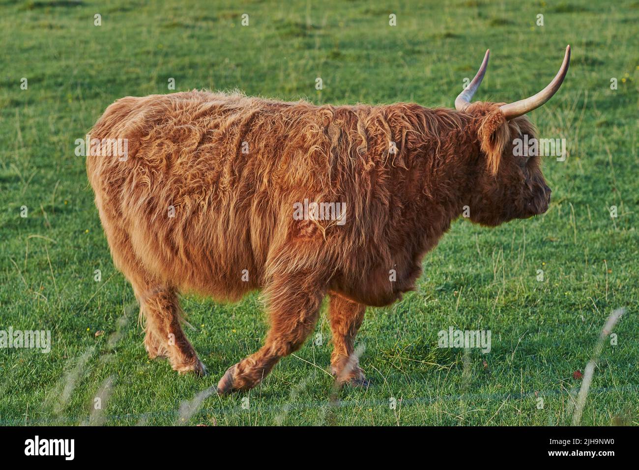 La mucca delle Highland cammina sul verde campo estivo.Shaggy bovino con pelliccia rossa passeggiando nel prato. Vista laterale di toro isolato con corna lunghe in movimento Foto Stock