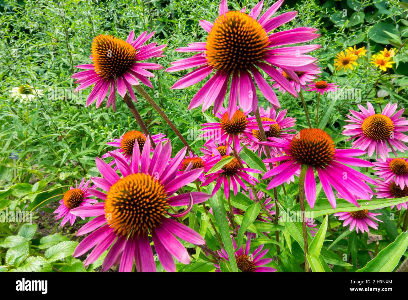 Teste di fiore grandi, Coneflowers, Echinacea purpurea, Coneflower viola, Flowerheads attraente nel giardino d'estate Foto Stock