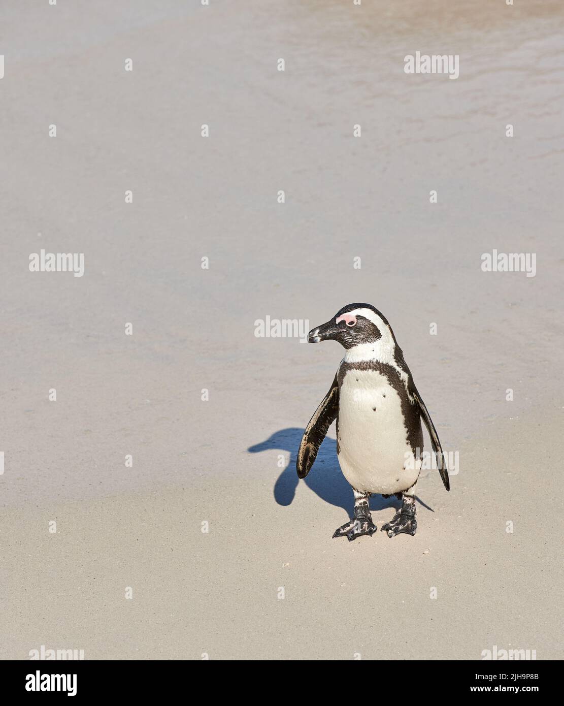 Pinguino nero a Boulders Beach, Città del Capo, Sud Africa con spazio per le copie su una spiaggia sabbiosa. Un simpatico, a rischio di estinzione jackass o pinguino di capo da Foto Stock
