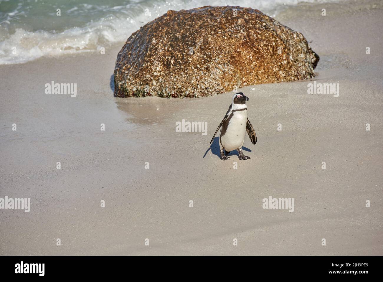 Pinguino nero a Boulders Beach, Città del Capo, Sud Africa con spazio per le copie su una spiaggia sabbiosa. Un simpatico jackass o pinguino del capo dallo sphenisco Foto Stock