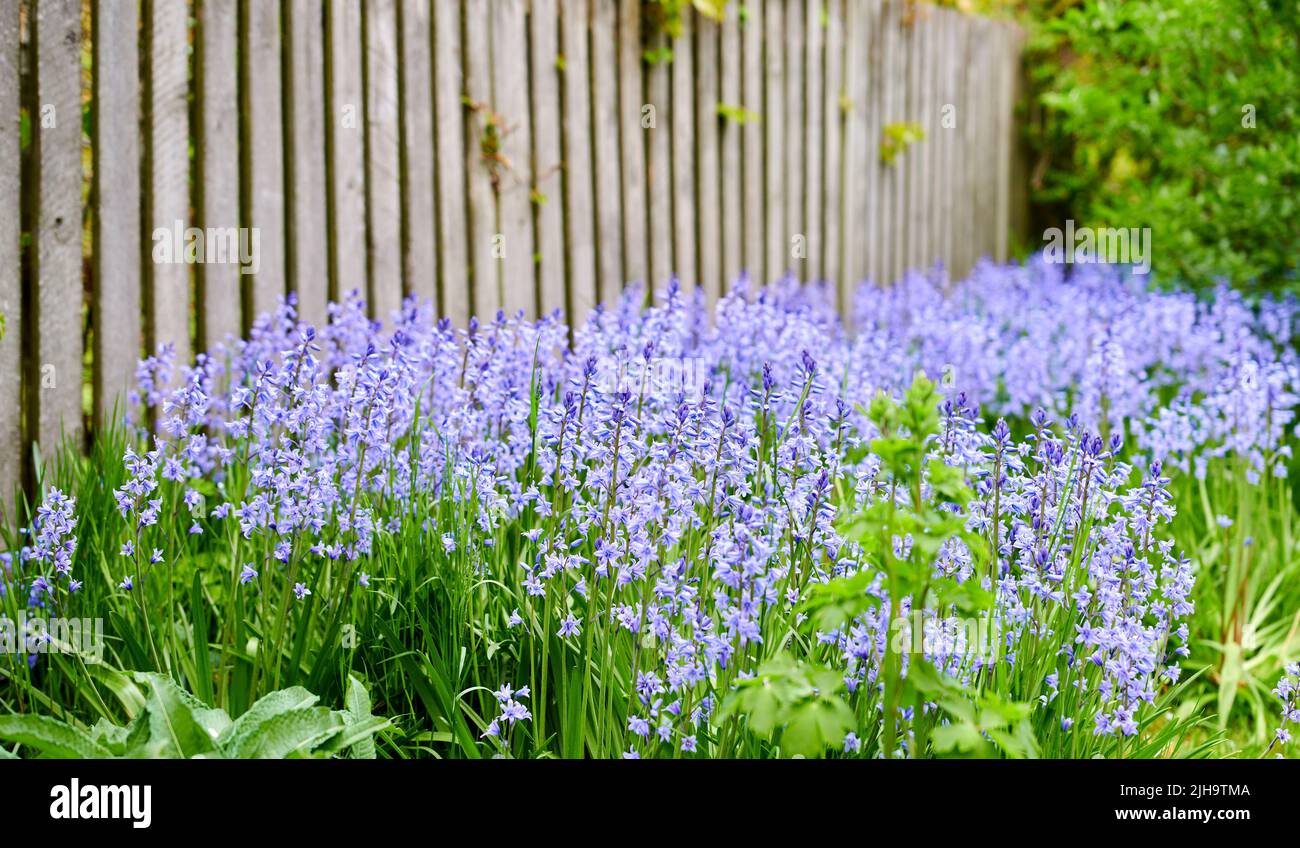 Campo di fiori vibranti in un prato all'aperto in primavera. Coloratissimi fiori viola di campane o giacinto in un cortile selvaggio. Vista da primo piano di un colorato Foto Stock