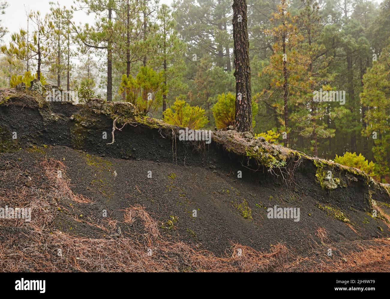 Paesaggio naturale e ambiente incolto in boschi remoti e tranquilli. Muschi e alghe che crescono su una collina in una foresta circondata da pini nel Foto Stock