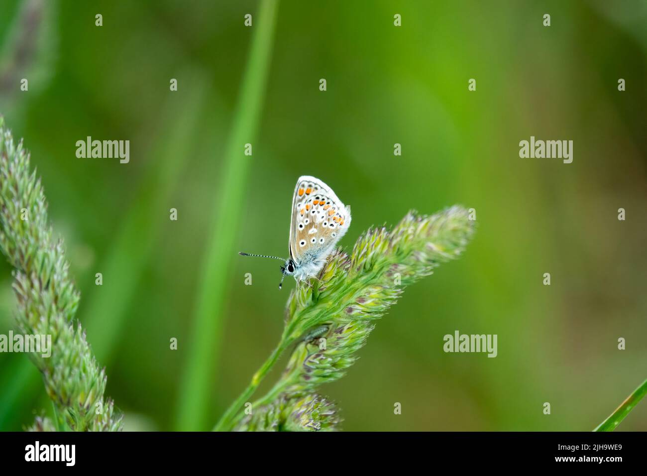 Primo piano dettagliato di una farfalla blu comune (Polyommatus icarus) Foto Stock