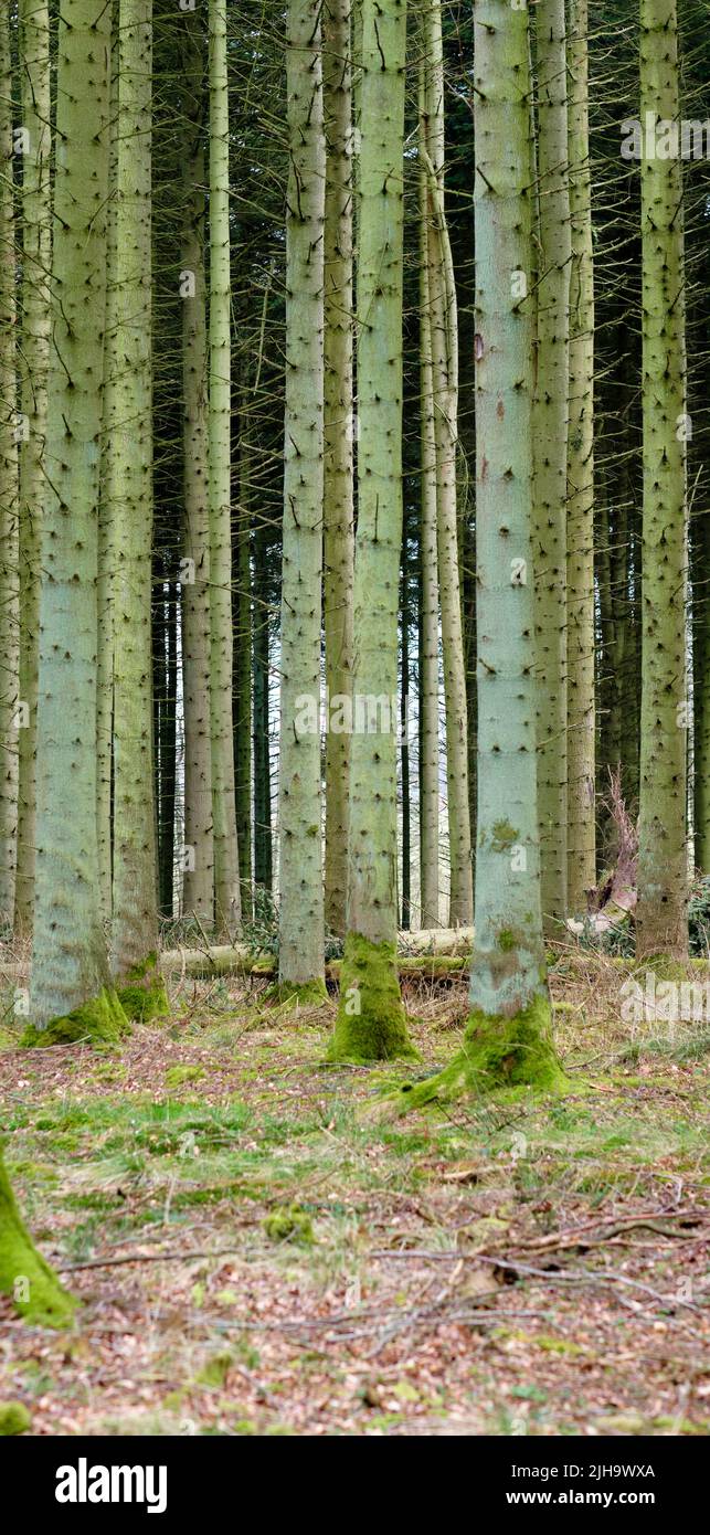 Vista di un incantevole bosco piantato con alberi in Danimarca. Boschi appartati, vuoti e deserti con pini coltivati nella sua natura Foto Stock