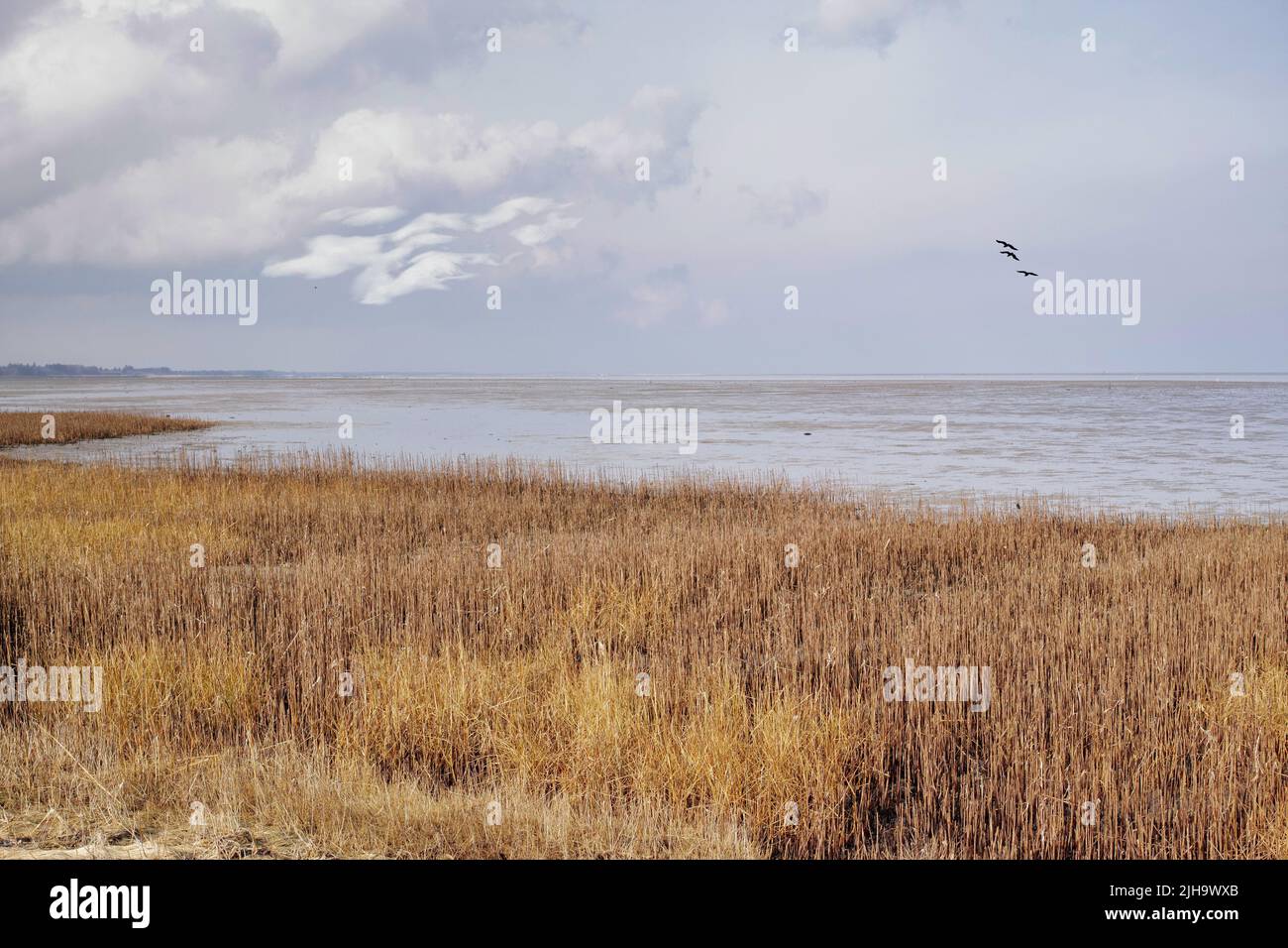 Paesaggio di un lago con canne contro un orizzonte coperto dal mare. La palude calma in una giornata nuvolosa in inverno con erba secca selvaggia in Danimarca Foto Stock