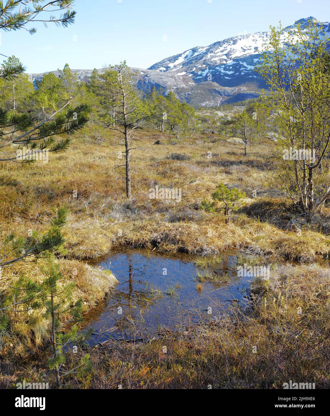 Paesaggio rurale di un prato coltivato con paludi umide incolte. CopySpace con erba secca e paludi su una palude a Bodo Nordland, Norvegia Foto Stock