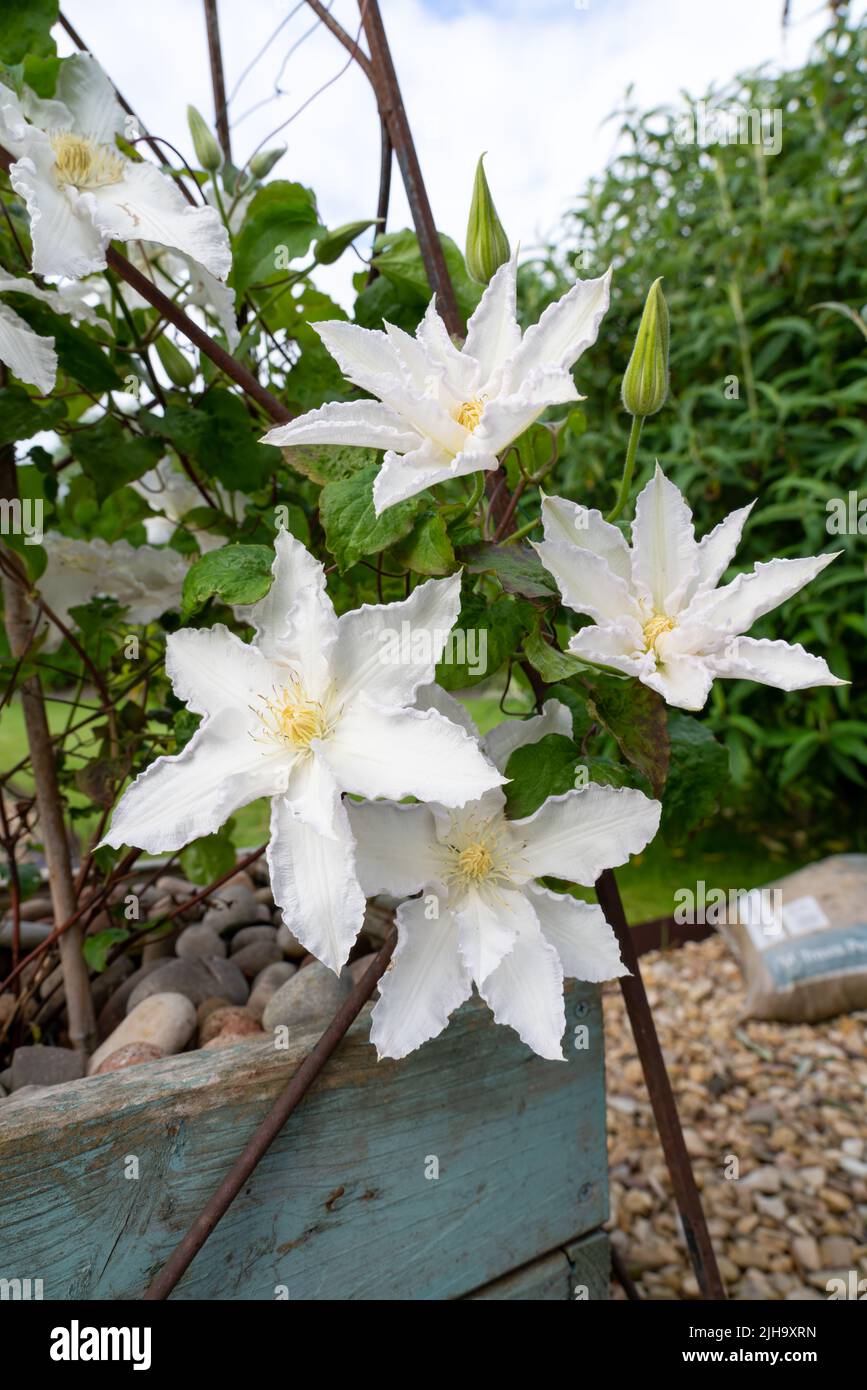 primo piano dettagliato di grandi clematis bianco fiorito 'duchessa di edimburgo' in fiore estate Foto Stock