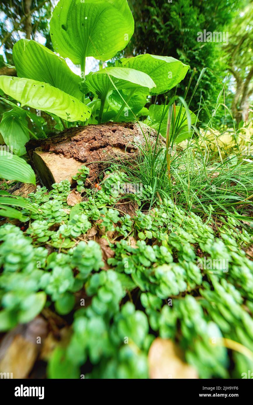 Primo piano di piante tropicali nella foresta. Sfondo naturale di foglie verdi e la crescita floreale all'esterno. Flora, fauna e fogliame varie in crescita Foto Stock