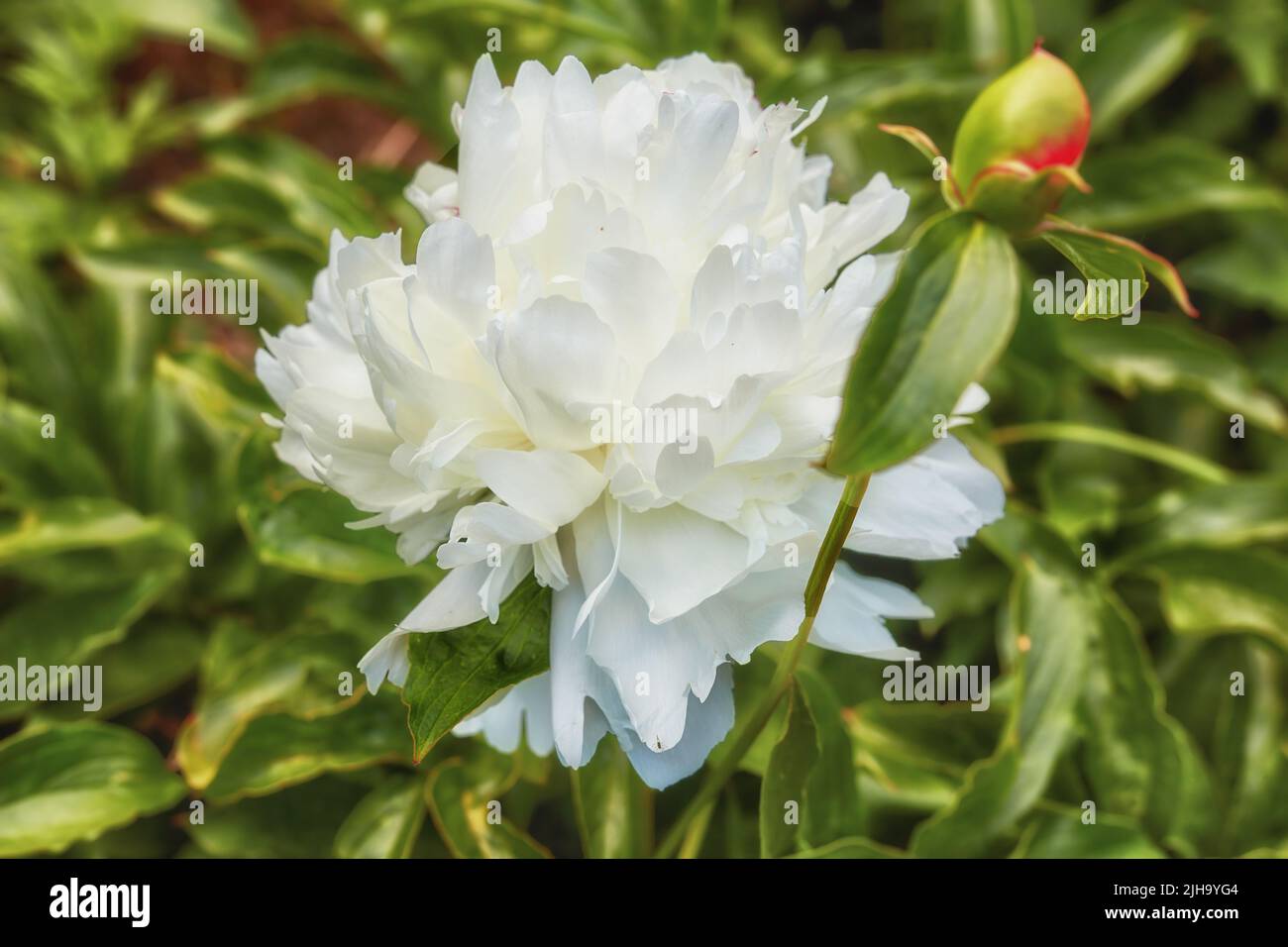 Peony shirley tempio o paeonia lactiflora che cresce in un cortile verde o giardino contro uno sfondo naturale. Splendide piante fiorite Foto Stock