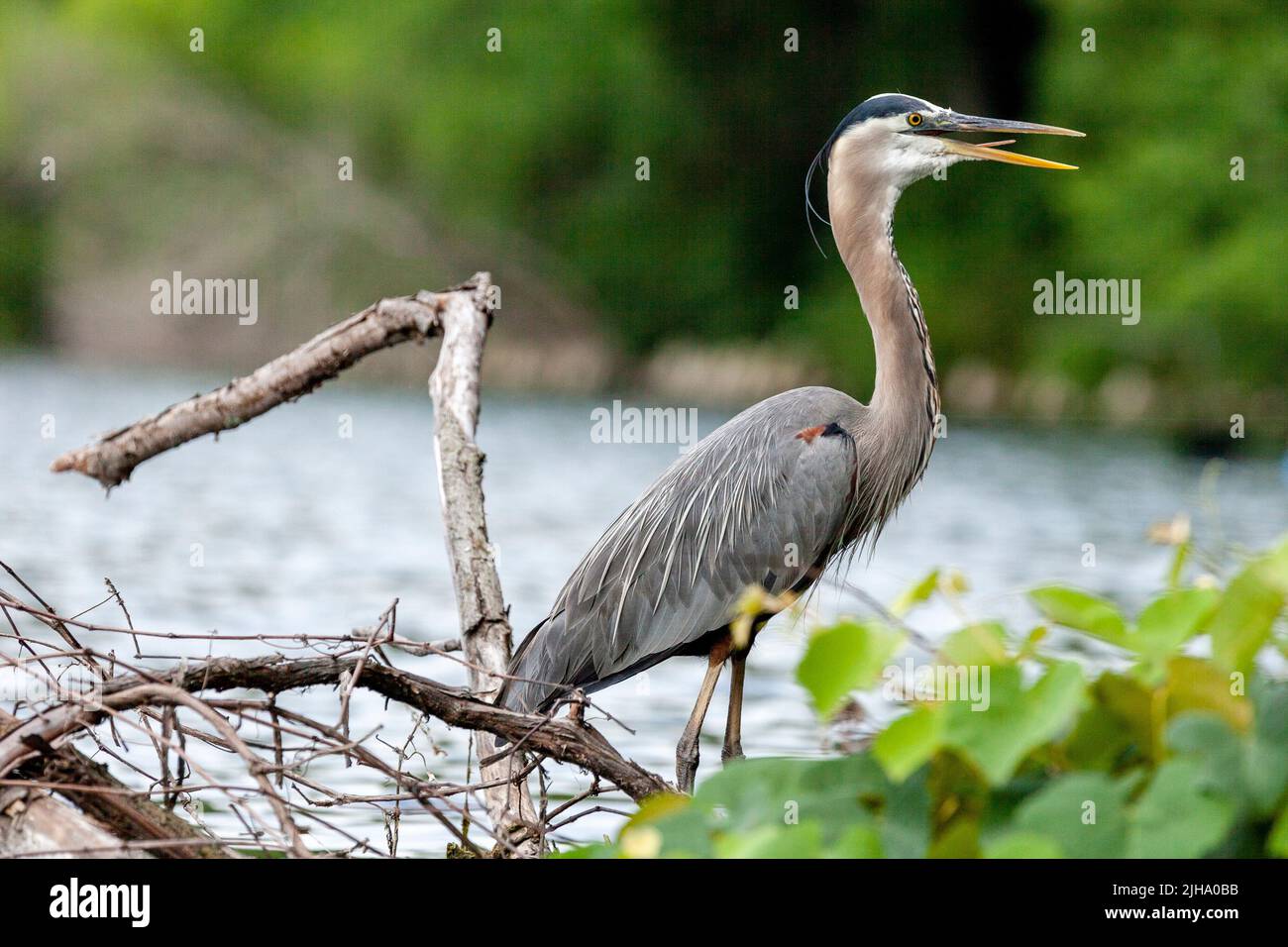 Adulto Heron grigio che guado in lago in cerca di cibo Foto Stock