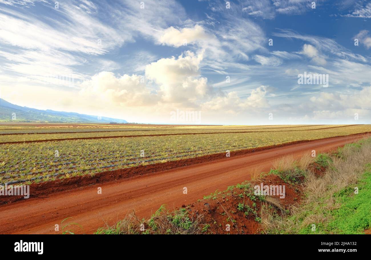 Un vivace campo di ananas in raccolta con cielo nuvoloso sfondo e copyspace. Paesaggio paesaggistico di fattoria rurale con spazio copia. Aperto stupendo Foto Stock