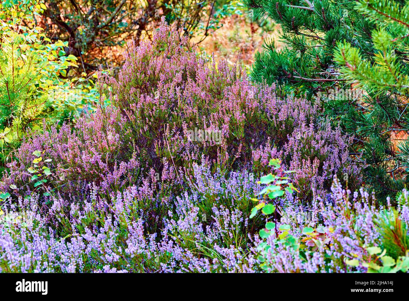 Heather che cresce in una foresta selvaggia. Bellissimo paesaggio di fiori viola fiorente nella natura circondato da pini. Vista panoramica del lussureggiante fogliame Foto Stock
