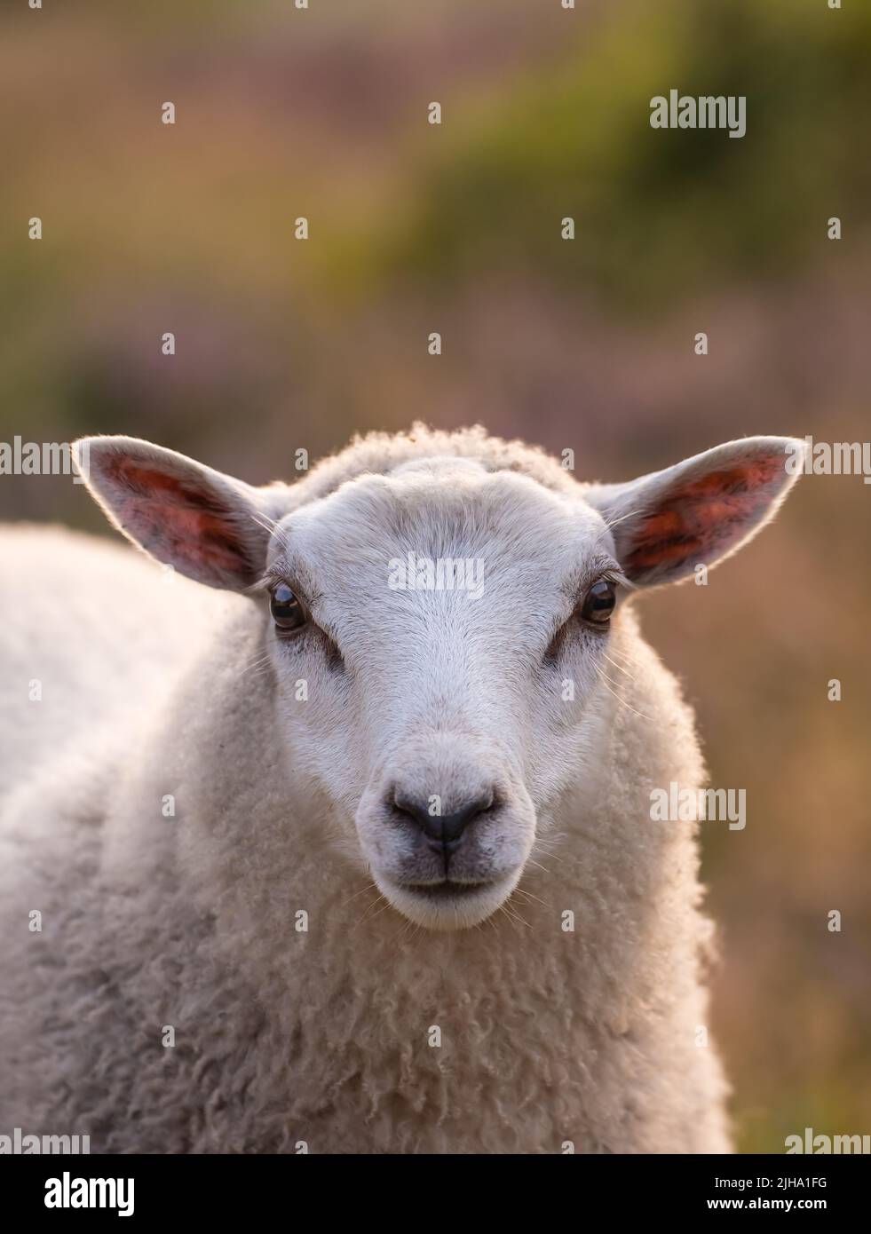 Primo piano ritratto di pecore al tramonto nel Parco Nazionale Rebild, Danimarca con copyspace. Calmo animale pascolo su un pascolo o campo aperto, sollevato per vello Foto Stock