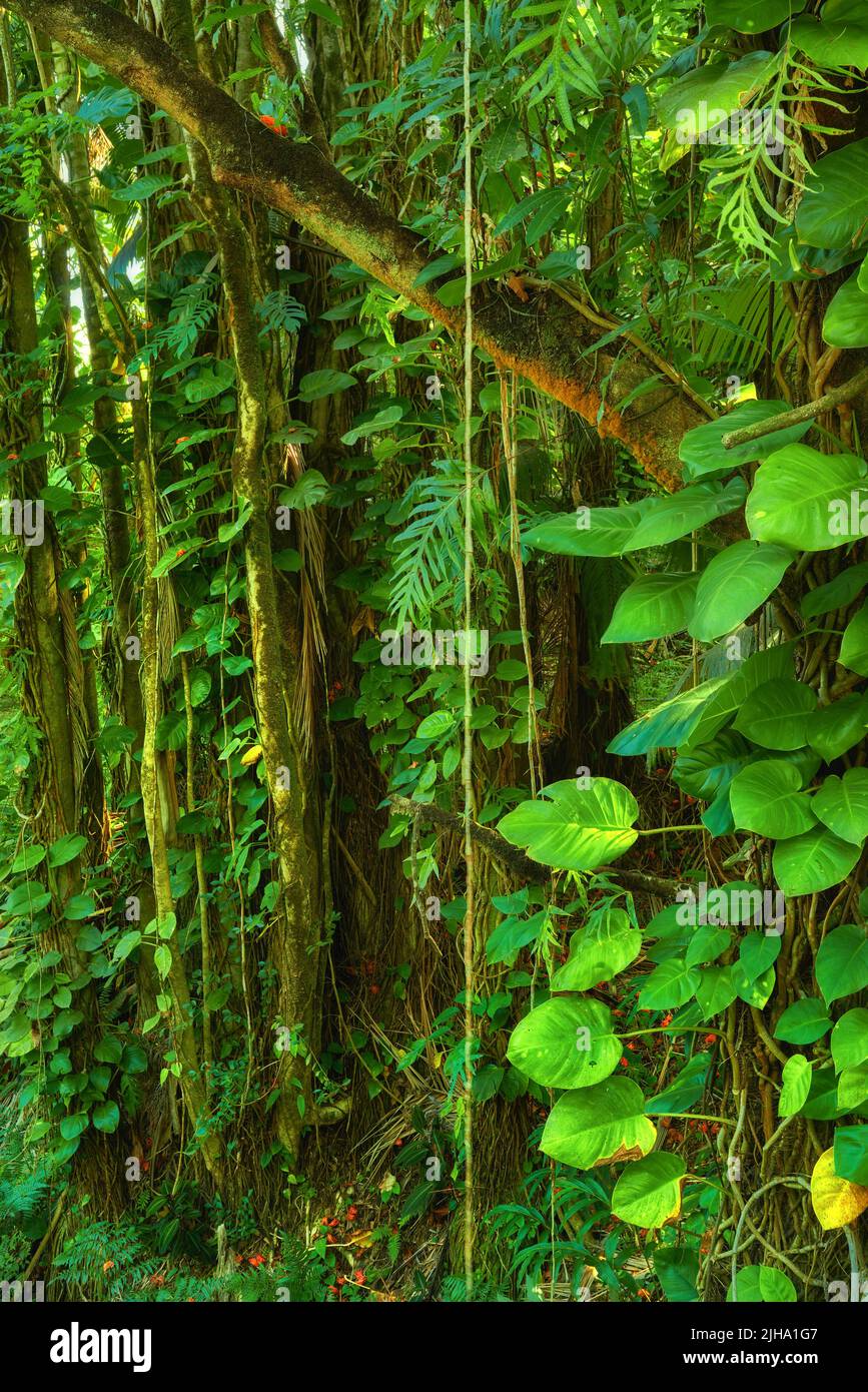 Alberi e cespugli in una lussureggiante foresta verde in Hawaii, Stati Uniti. Boschi magici con bellezza nella natura, bella e misteriosa quiete all'aperto. Mattina tranquilla Foto Stock