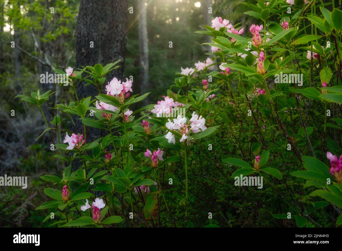 Fiori di rododendro in fiore nella foresta di sequoie. Foto Stock