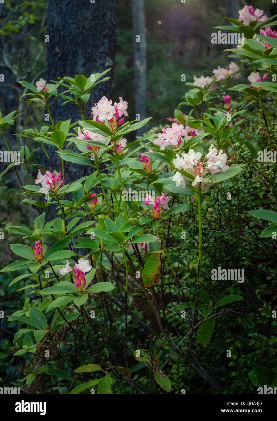 Fiori di rododendro in fiore nella foresta di sequoie. Foto Stock