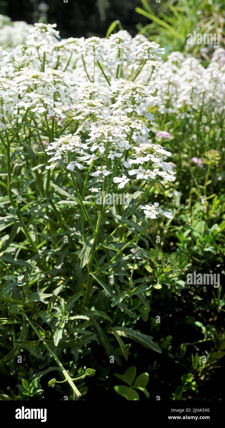 La fotografia paesaggistica di Iberis gibraltarica conosciuta anche come Gibilterra candytuft è il simbolo della Riserva Naturale Upper Rock a Gibilterra. Foto Stock