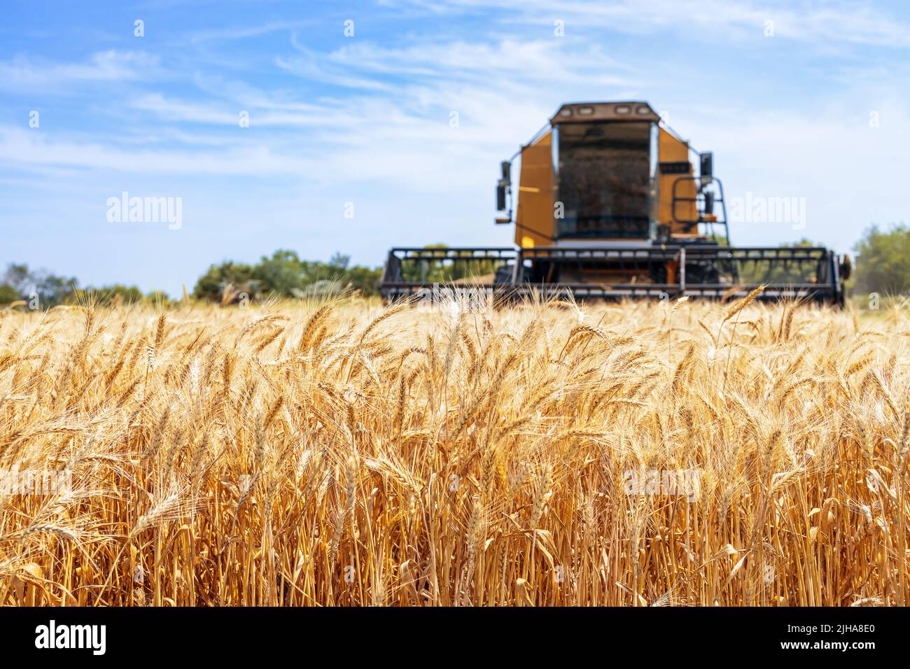 la mietitrebbia taglia il grano maturo sul campo Foto Stock