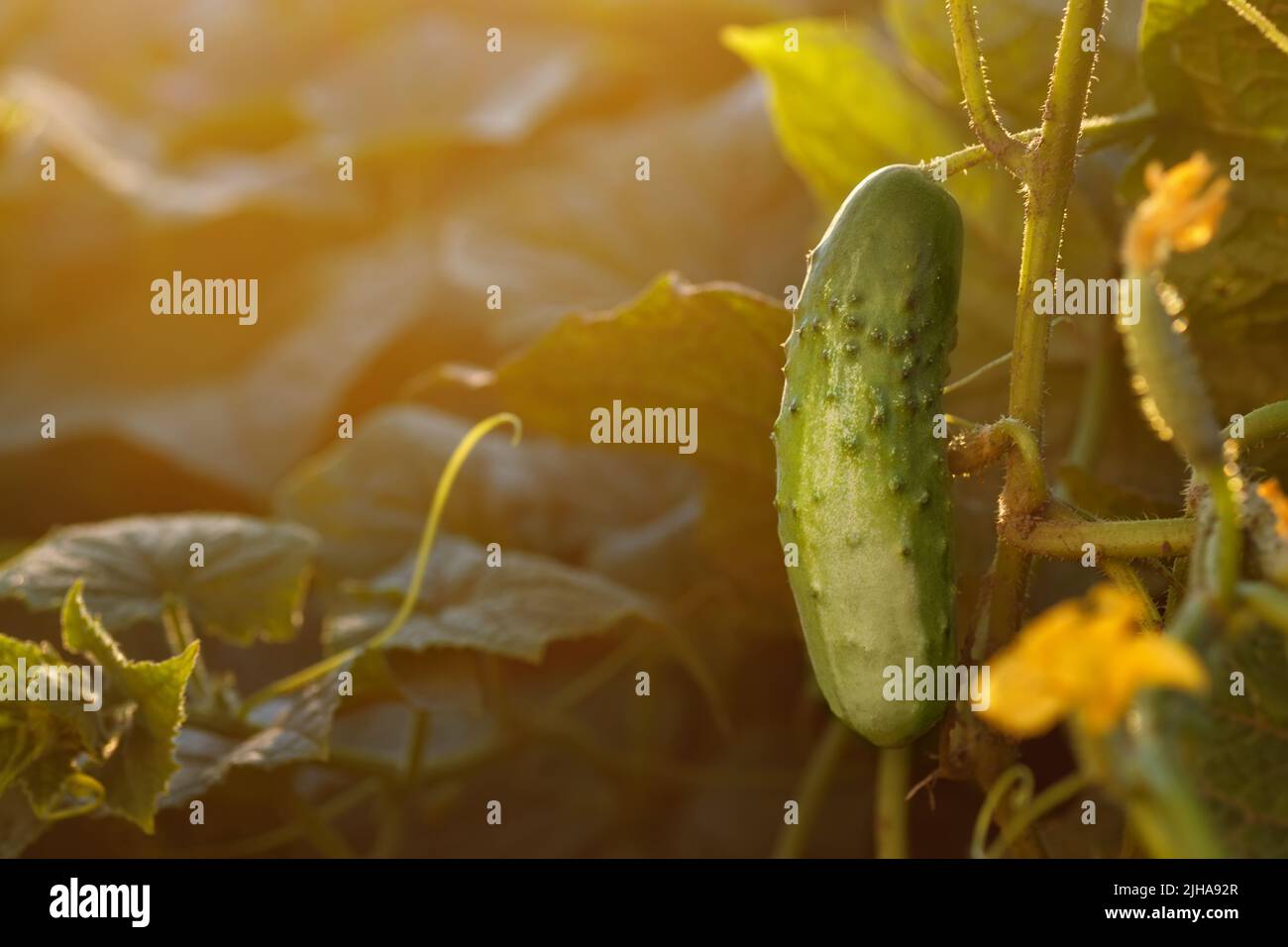 cetrioli giovani che crescono in giardino al tramonto Foto Stock