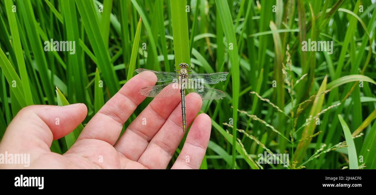 Dragonfly siede nelle canne sul lago. Foto Stock