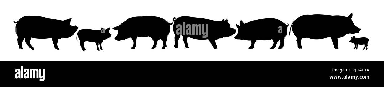 Set di suini pascolo in pascolo. Silhouette dell'immagine. Animali da fattoria. Animali per carne e grassi. Isolato su sfondo bianco. Vettore Illustrazione Vettoriale