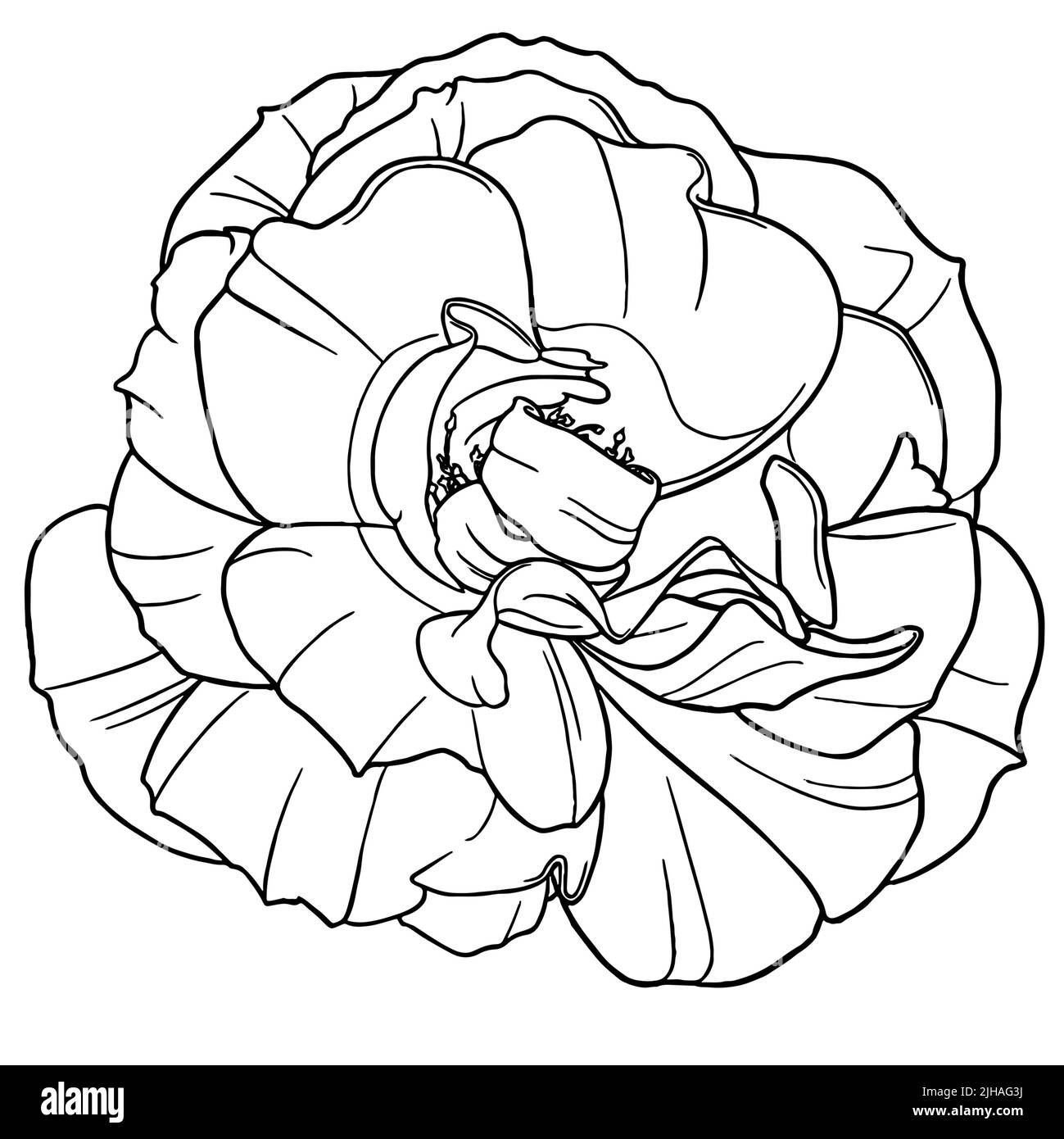 Illustrazione grafica di Damask Rose Flower. Botanica Stamp Line Art Foto Stock