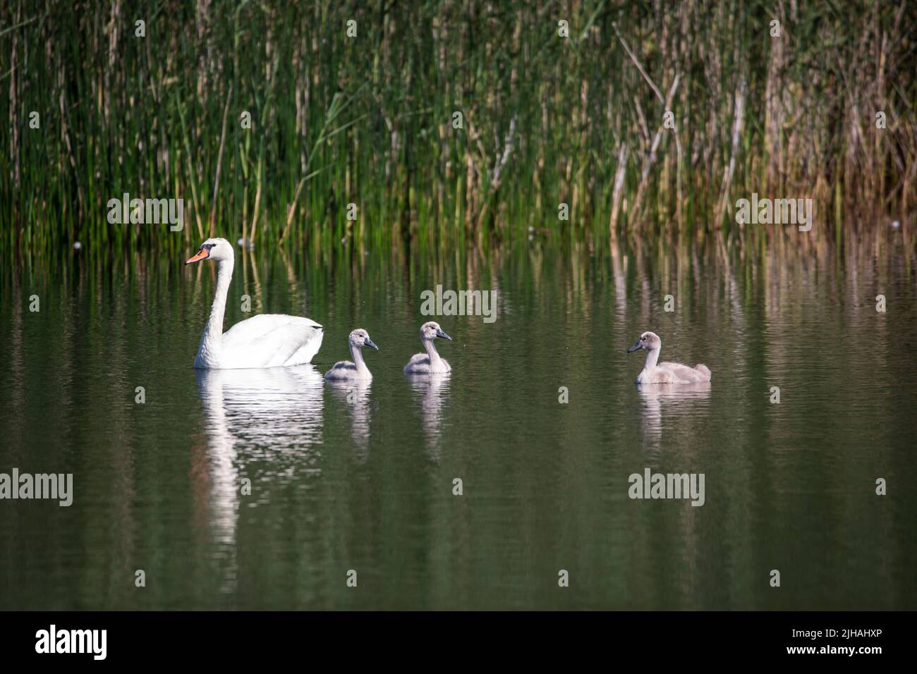 Muto cigno famiglia (Cygnus olor) nuoto in acqua Foto Stock