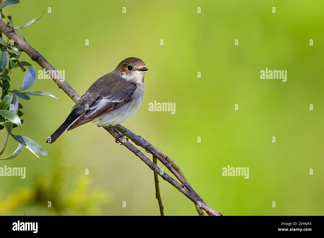 Unione pied flycatcher Foto Stock