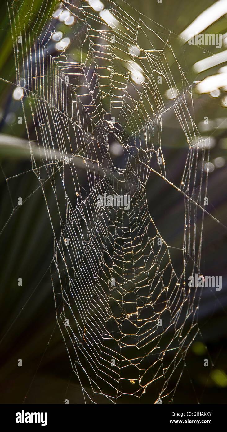 Grande ragnatela di ragno in giardino australiano tra arbusti. Ovali, parti regolari e parti disordinate. Fine estate nel Queensland. Foto Stock