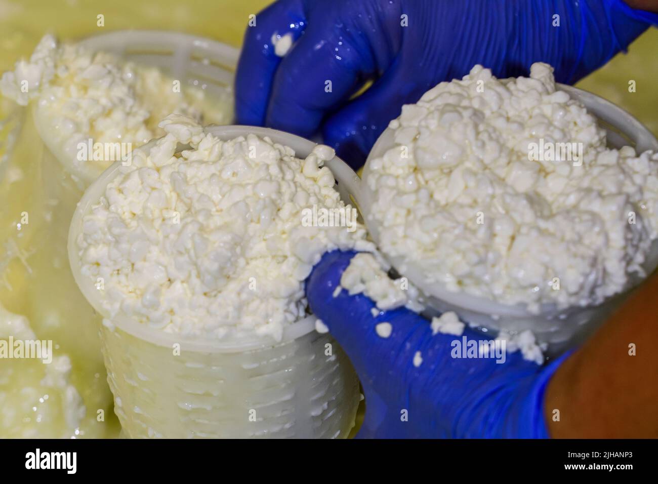 Produzione artigianale di formaggio fresco di capra Foto Stock