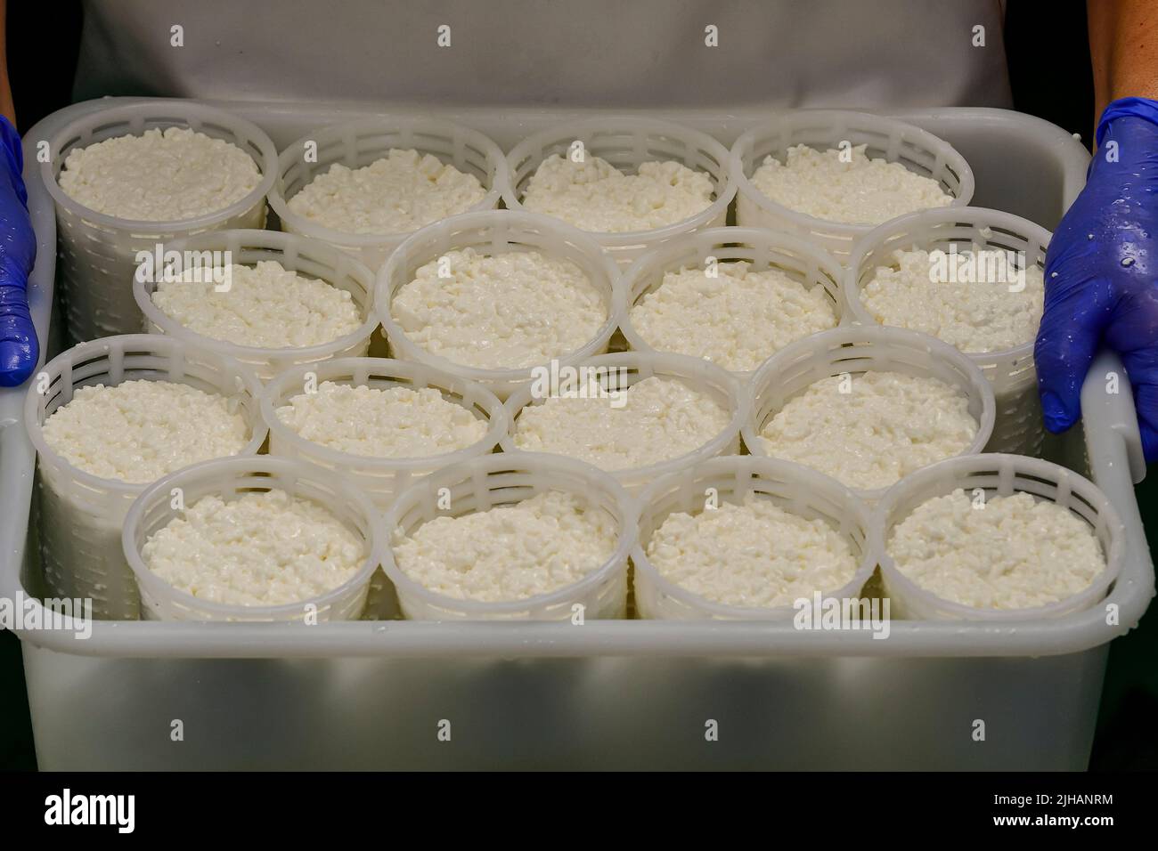 Produzione artigianale di formaggio fresco di capra Foto Stock