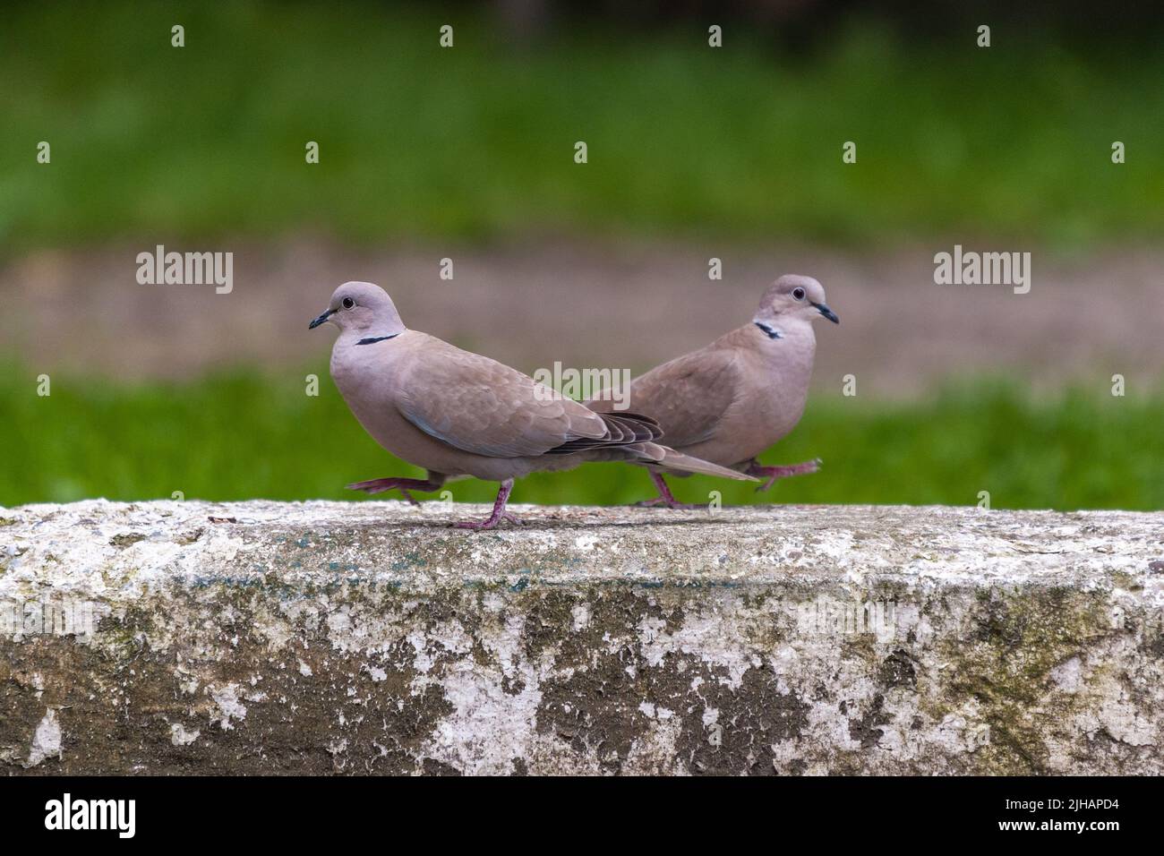 Primo piano foto di una coppia di colabe eurasiatica che si muovono su un pezzo di cemento. Foto Stock