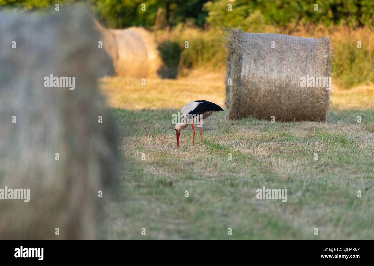 Cicogna nel prato. Il fieno è stato tosato e pressato nelle balle. Cicogna alla ricerca di cibo nel prato. Una vista rurale. Foto Stock