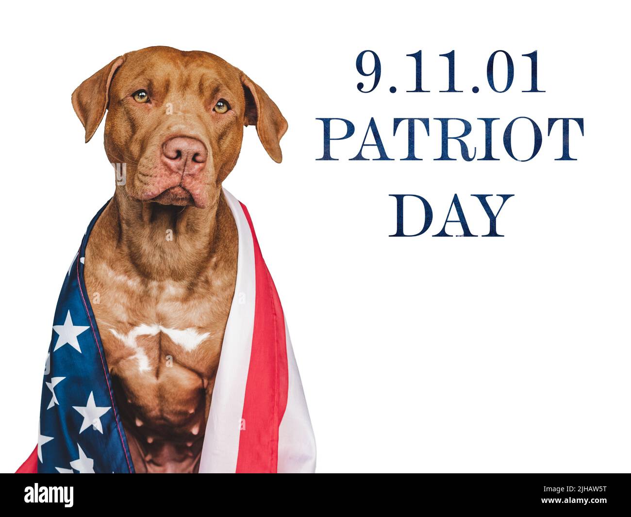 Patriot Day. Non dimenticheremo mai. Adorabile cucciolo e bandiera americana. Primo piano, sfondo isolato. Scatto da studio, luce diurna Foto Stock