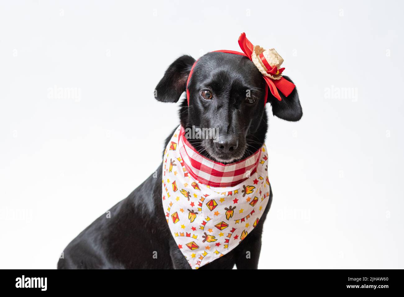 Un Labrador Retriever nero con una carina bandana e un accessorio per la testa Foto Stock