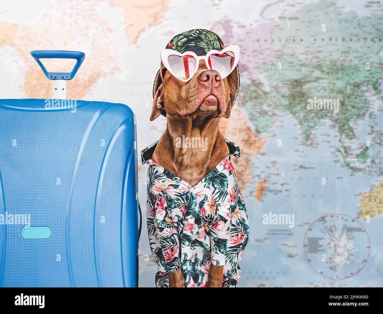 Adorabile, carino cucciolo marrone e valigia blu Foto Stock