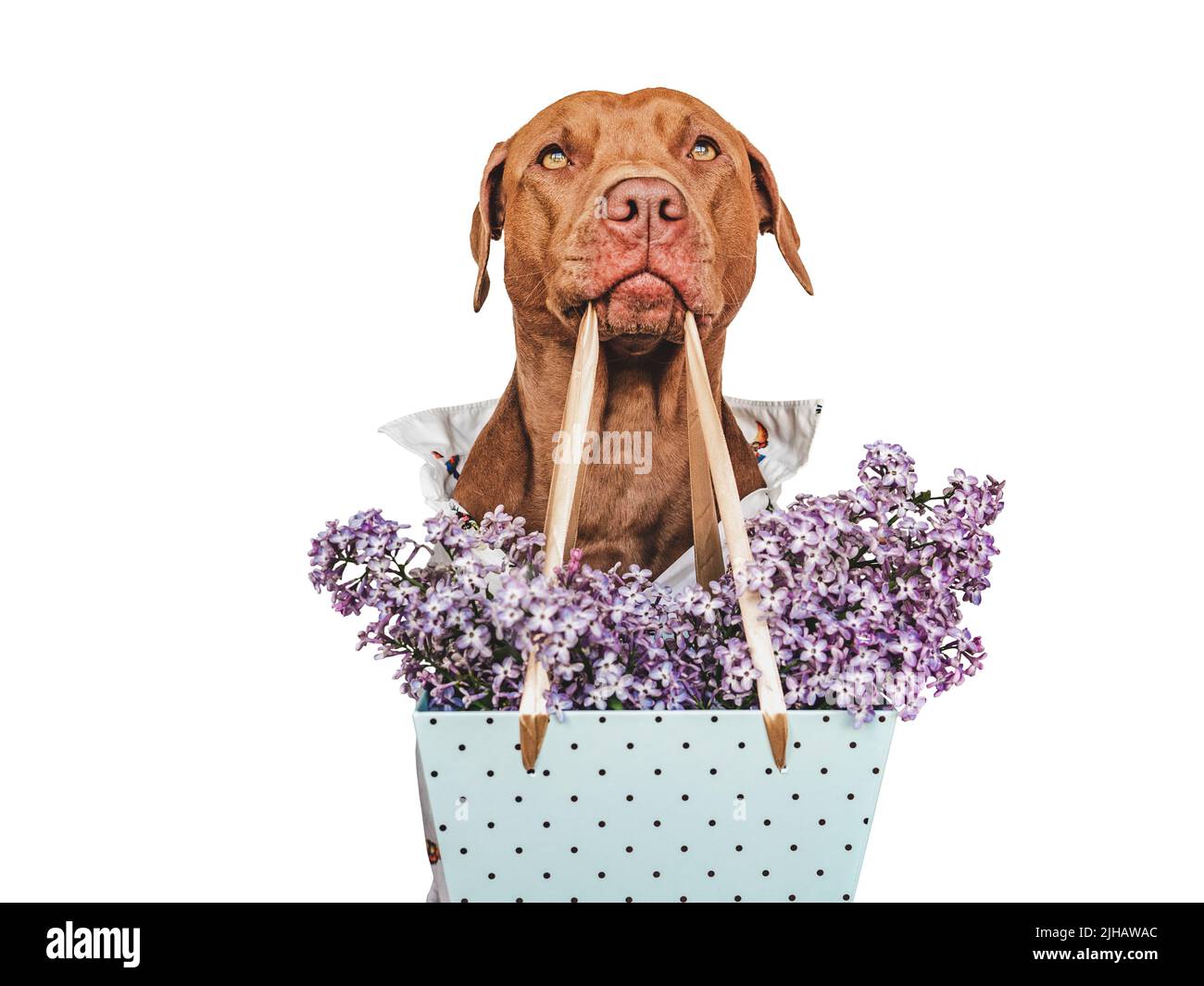 Adorabile, puppy bruno grazioso e fiori luminosi Foto Stock