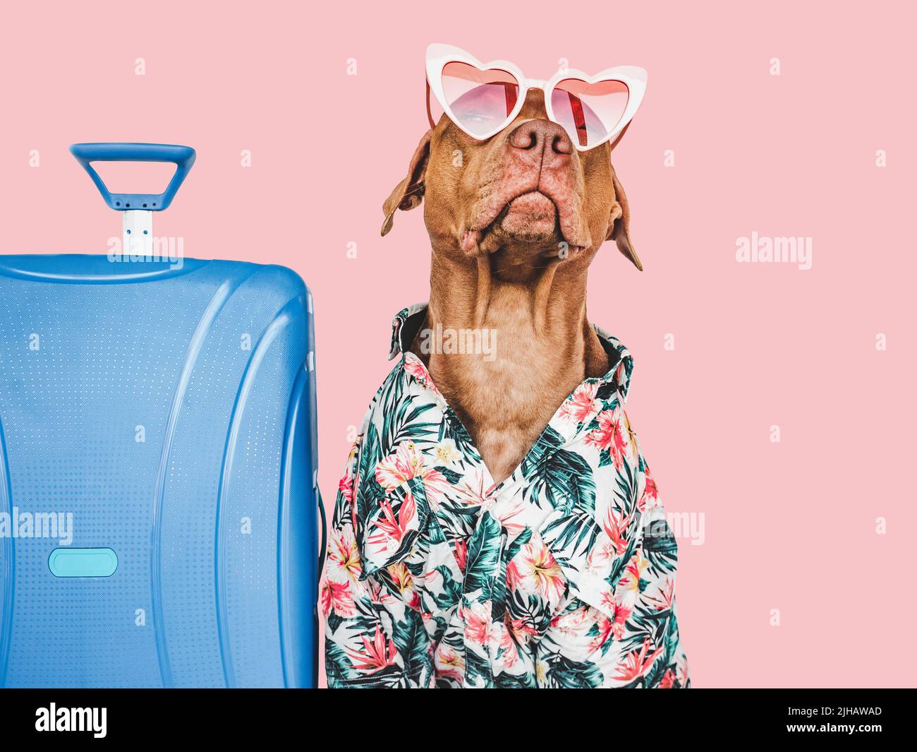 Adorabile, carino cucciolo marrone e valigia blu Foto Stock